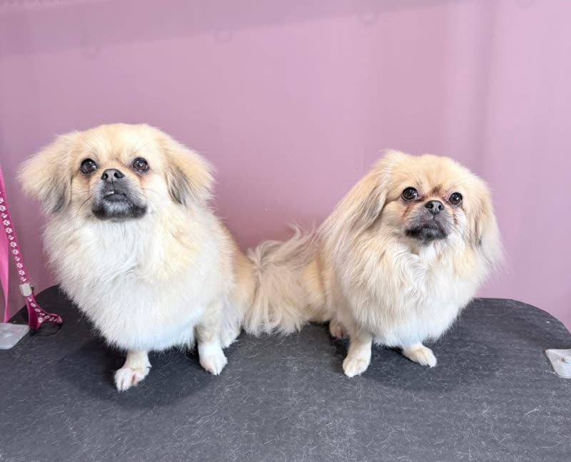 Two freshly groomed cream Pekingese-type dogs sitting side by side on the grooming table