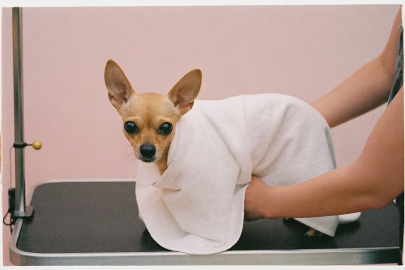 A small dog being towel-dried on the grooming table