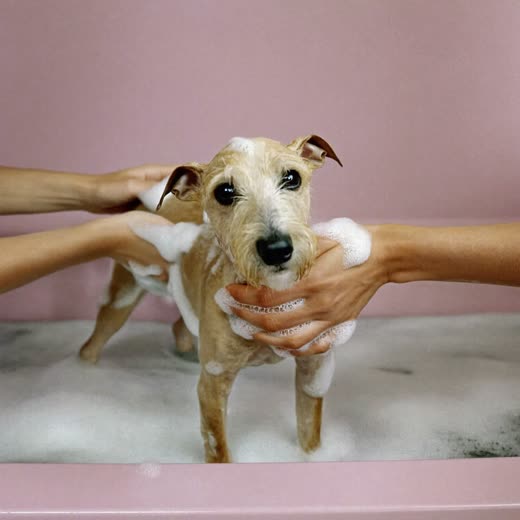 A small dog being bathed and lathered with shampoo
