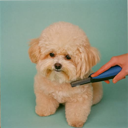 A small dog having its coat clipped