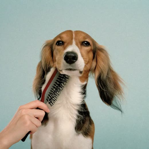 A long-haired dog being brushed and de-shedded