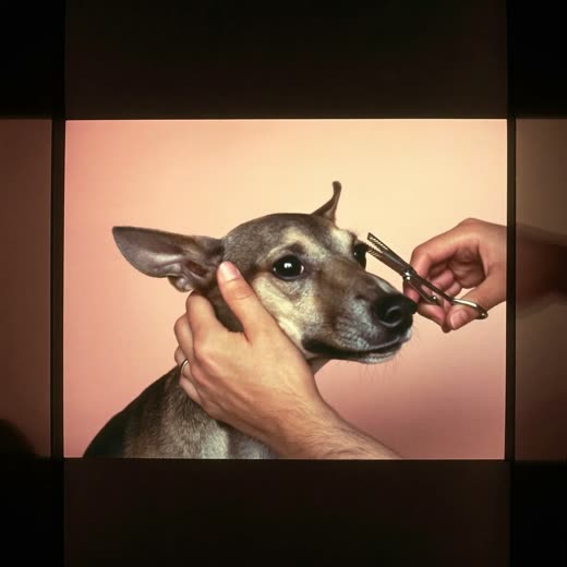 A dog having the fur around its face and ears tidied